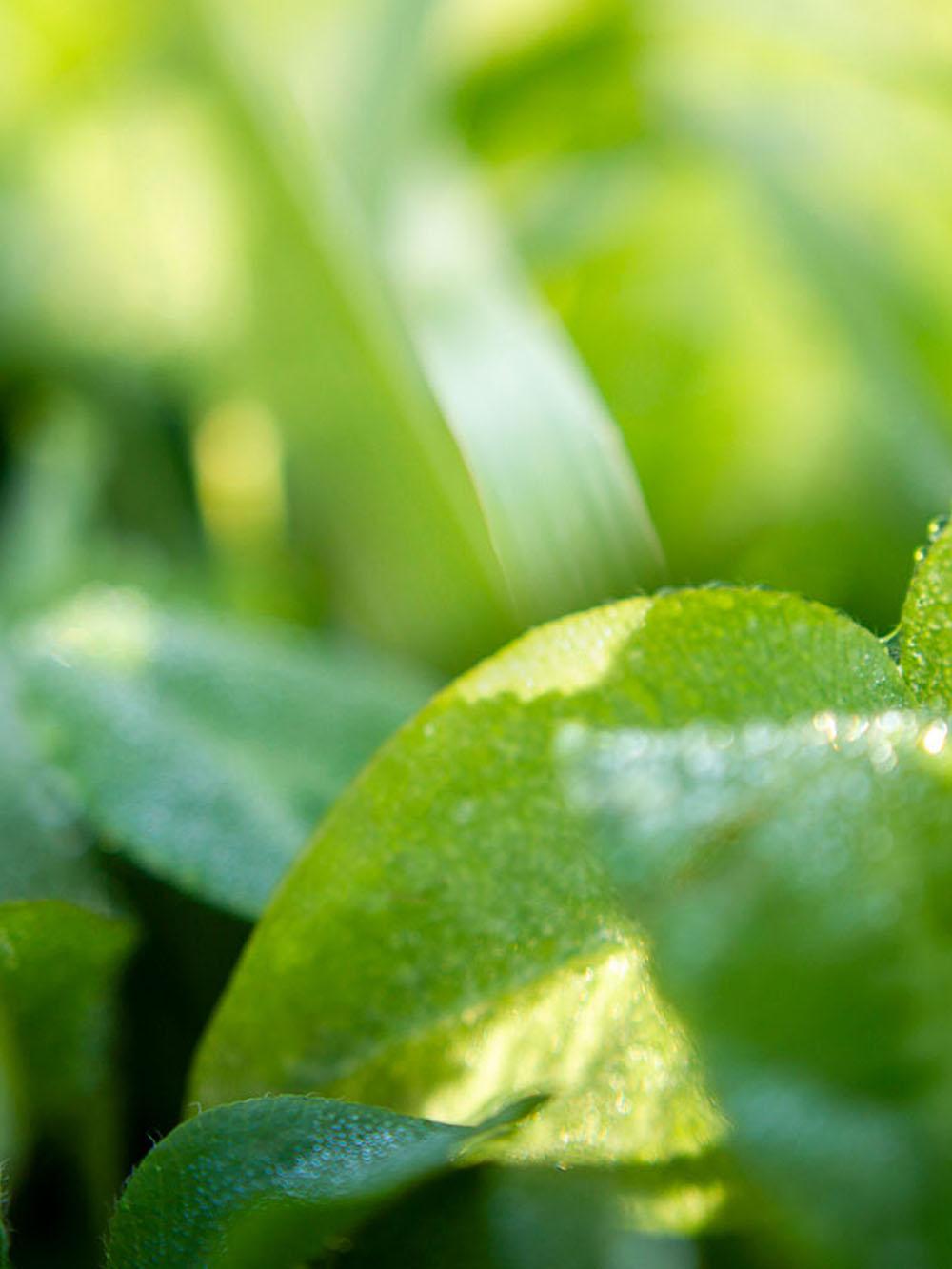 Clover-Based Mix